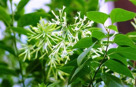 夜來香開花期 家庭和睦 風水